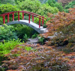 Red Bridge and Weeping Maple